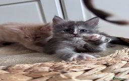 Maine Coon cats for sale: 🌟🌟Beautiful Maine Coon kittens 🌟🌟 - Image 8