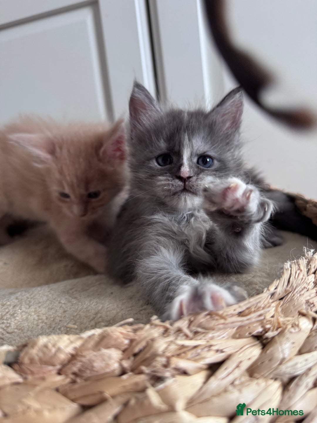 Maine Coon cats for sale: 🌟🌟Beautiful Maine Coon kittens 🌟🌟 - Image 8