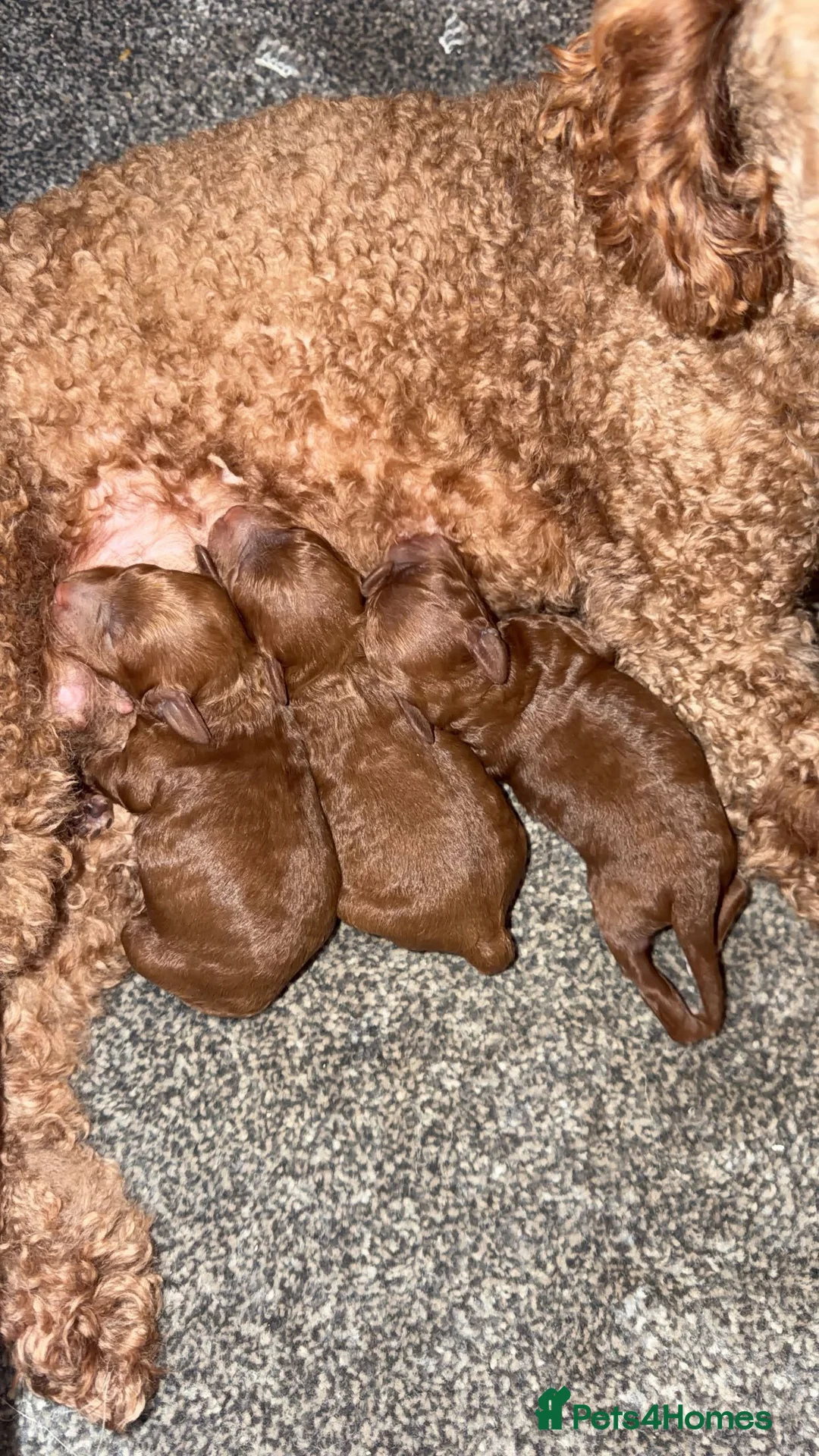 Miniature Poodle dogs for sale: Fox red miniature poodles  - Advert 13