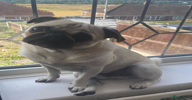 Pug dogs - Advert 10