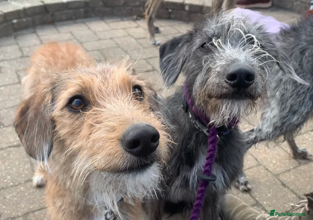 Mixed Breed dogs for sale: Bedlington Whippet pups - 2 boys and 2 girls left - Advert 11