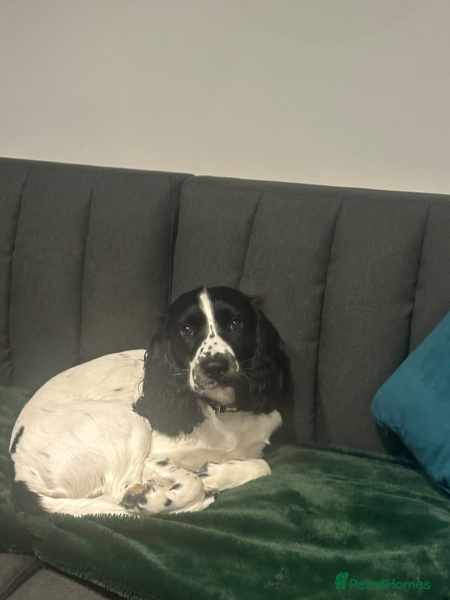 Sprocker dogs for sale: Max Sprocker Spaniel  - Advert 3