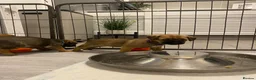 Border Terrier dogs for sale: ⭐️BORDER TERRIERS, KC REGISTERED  - Advert 7