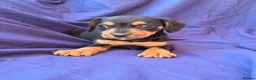 Jack Russell dogs for sale: Beautiful jack russell puppies ready now - Advert 19