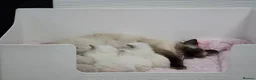 Ragdoll cats for sale: GCCF REGISTERED RAGDOLL KITTENS  - Advert 14