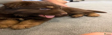 German Shepherd 5