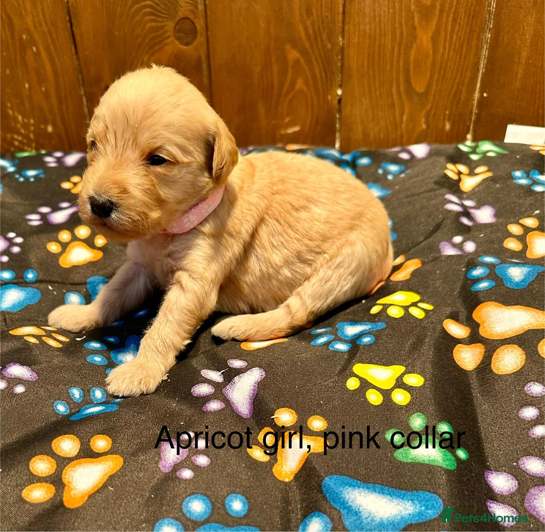 Labradoodle dogs for sale: Miniature Labradoodle from experienced breeder  - Advert 11