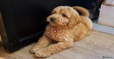 Goldendoodle dogs - Advert 14