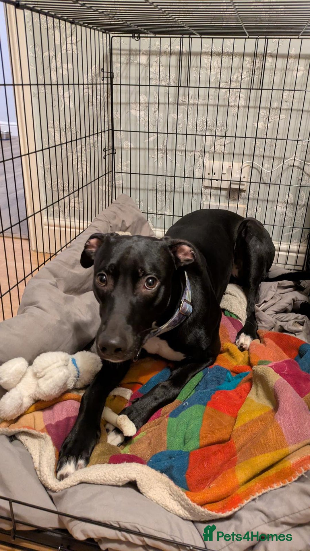 Lurcher dogs for sale: Lurcher - Advert 6