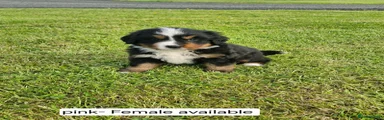 Bernese Mountain Dog 3