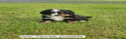 Bernese Mountain Dog dogs for sale: Bernese Mountain Dog Puppies  - Advert 6