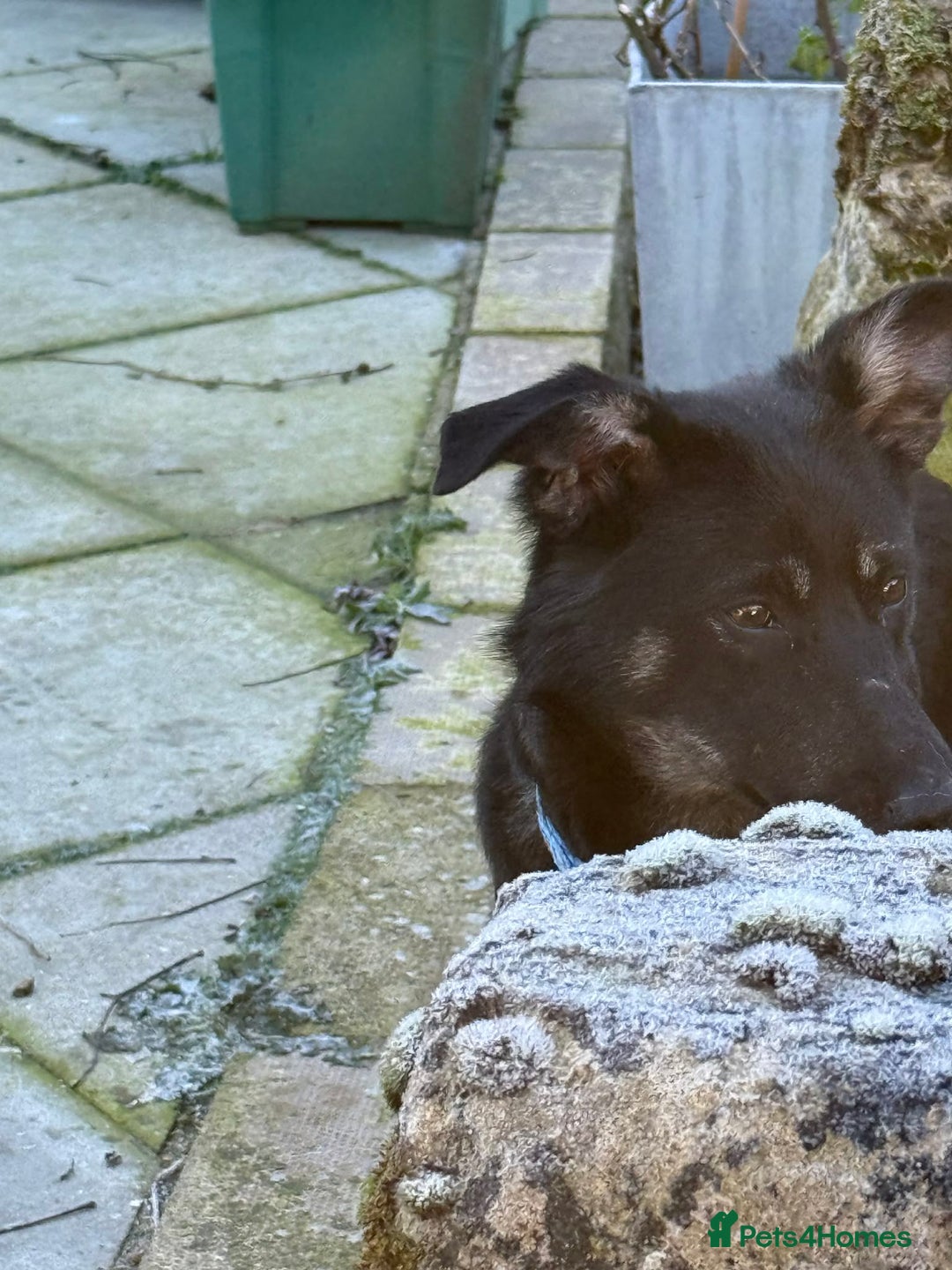 Mixed Breed dogs for adoption: Charlotte - Marleborough Wiltshire  - Advert 2