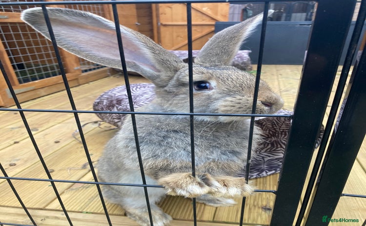 Continental Giant rabbits - Advert 1