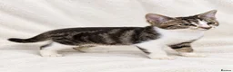 Mixed Breed cats for sale: Stunning litter- Khao Manee/Domestic Shorthair mix - Advert 16