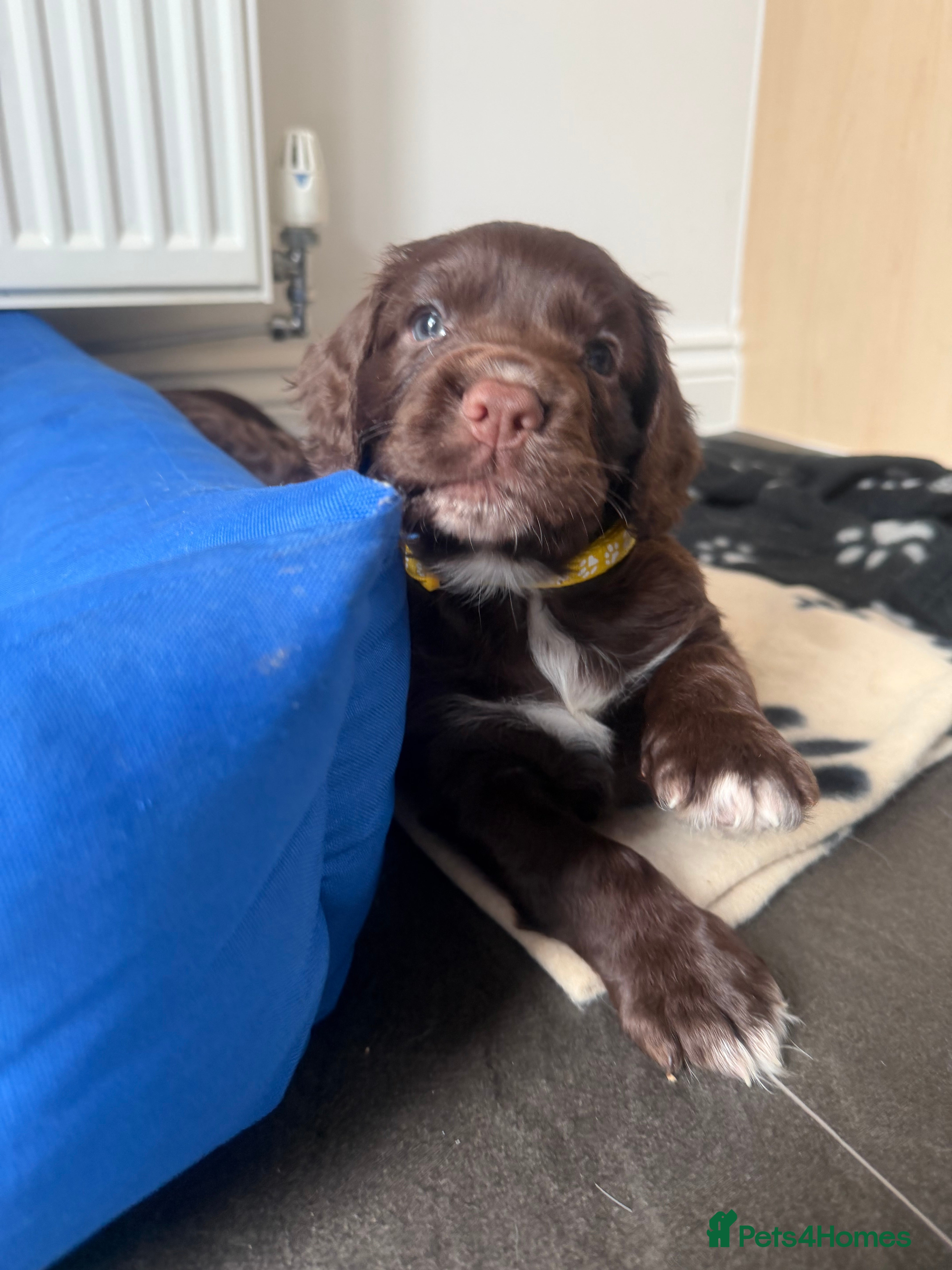 Cocker Spaniel dogs 8 beautiful chocolate and white cocker spaniels  - Advert 2