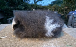 Guinea Pig rodents for sale: Pure bred California & Swiss guineapigs  - Image 12