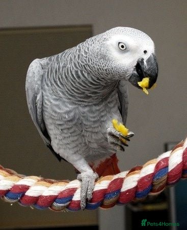 Parrots birds -African grey parrots – Loving Home Wanted - Advert 21