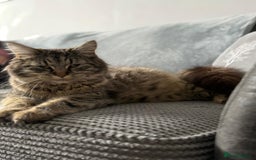 British Longhair cats for sale: Long haired tabby cat  - Image 2