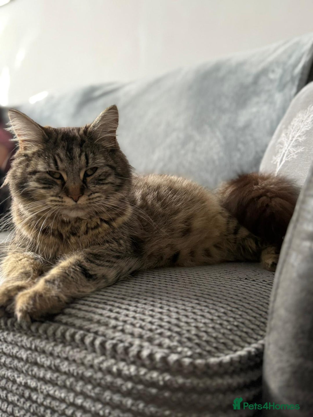 British Longhair cats for sale: Long haired tabby cat  - Image 2