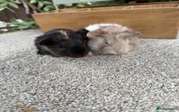 Guinea Pig rodents for sale: Two pairs of Guineapig boys to reserve  - Image 2