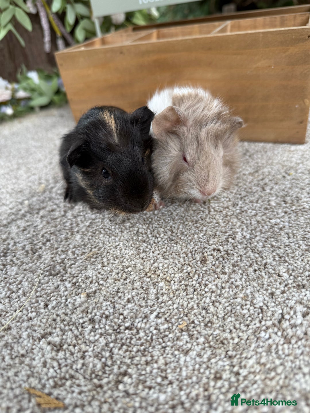 Guinea Pig rodents for sale: Two pairs of Guineapig boys to reserve  - Image 2