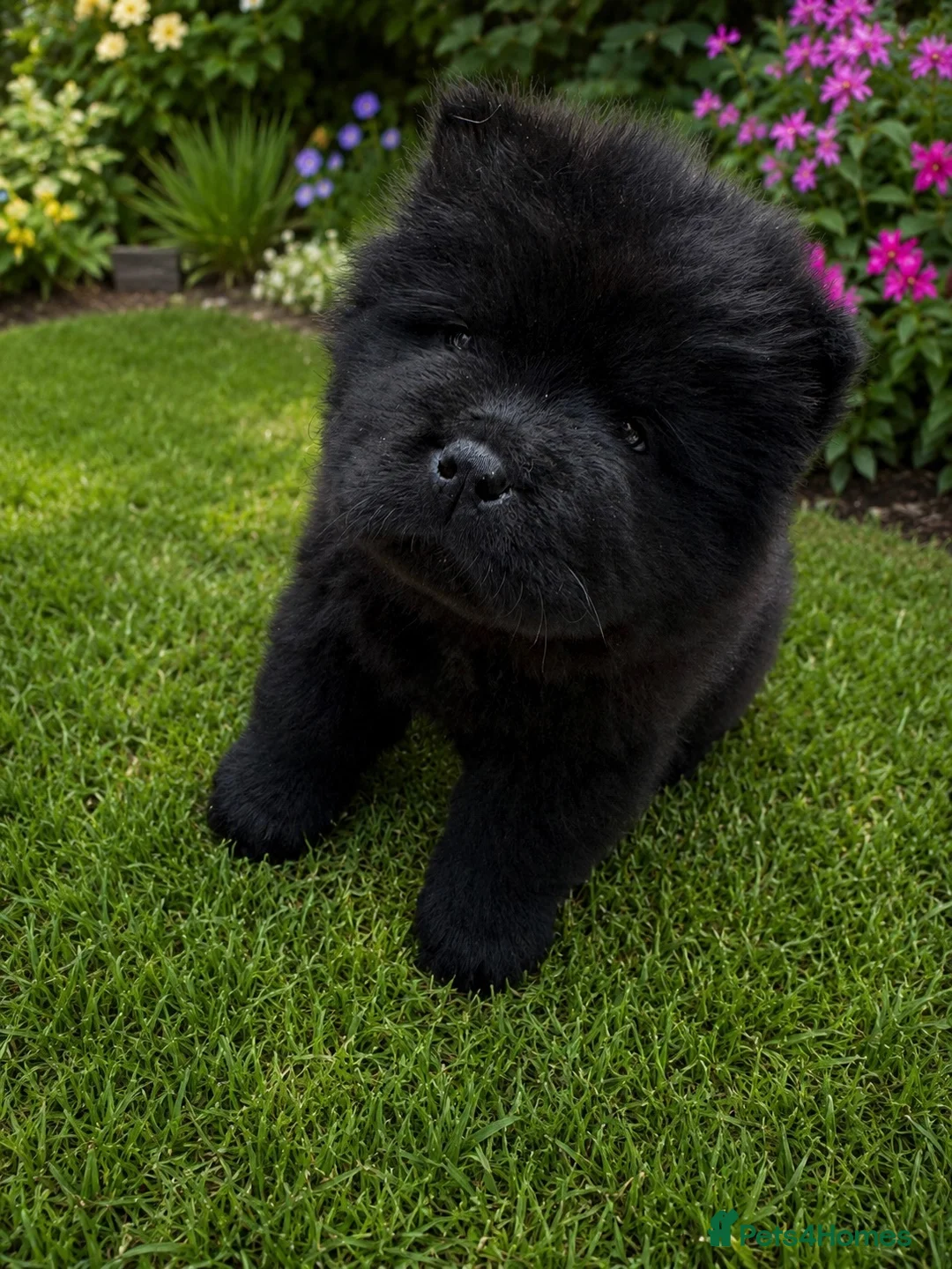 Chow Chow dogs for sale: Puppies chows looking for their forever homes. - Advert 2