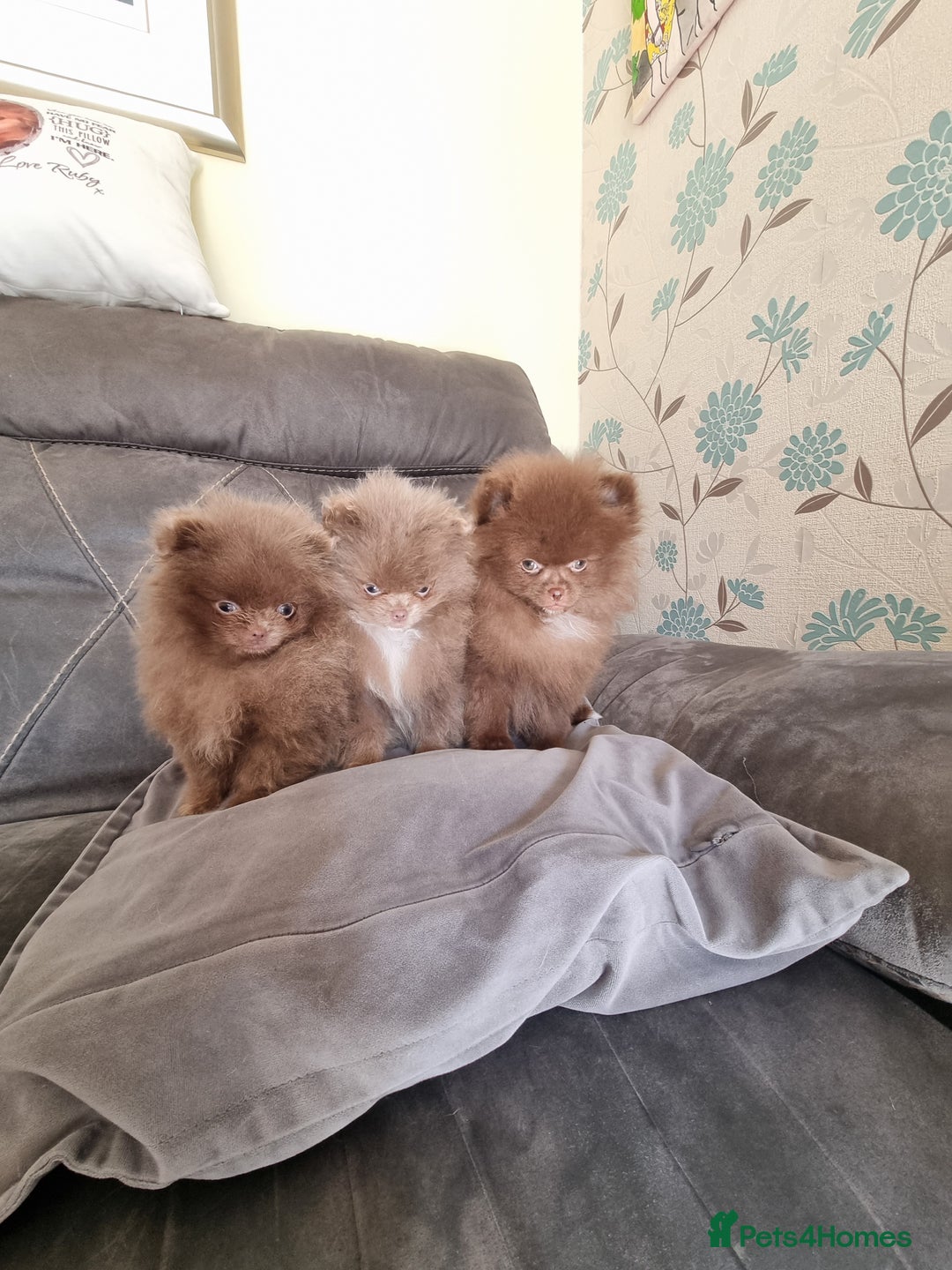 Pomeranian dogs for sale: Kc registered teddy bear pomeranians - Image 1