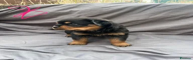 Rottweiler 4