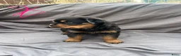 Rottweiler dogs for sale: Rottweiler pups - Advert 11