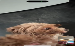 Cockapoo dogs for sale: Adult red cockapoo  - Image 2