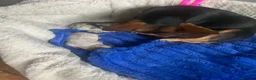 Pomchi dogs for sale: Pomchi girls and boys  - Advert 12