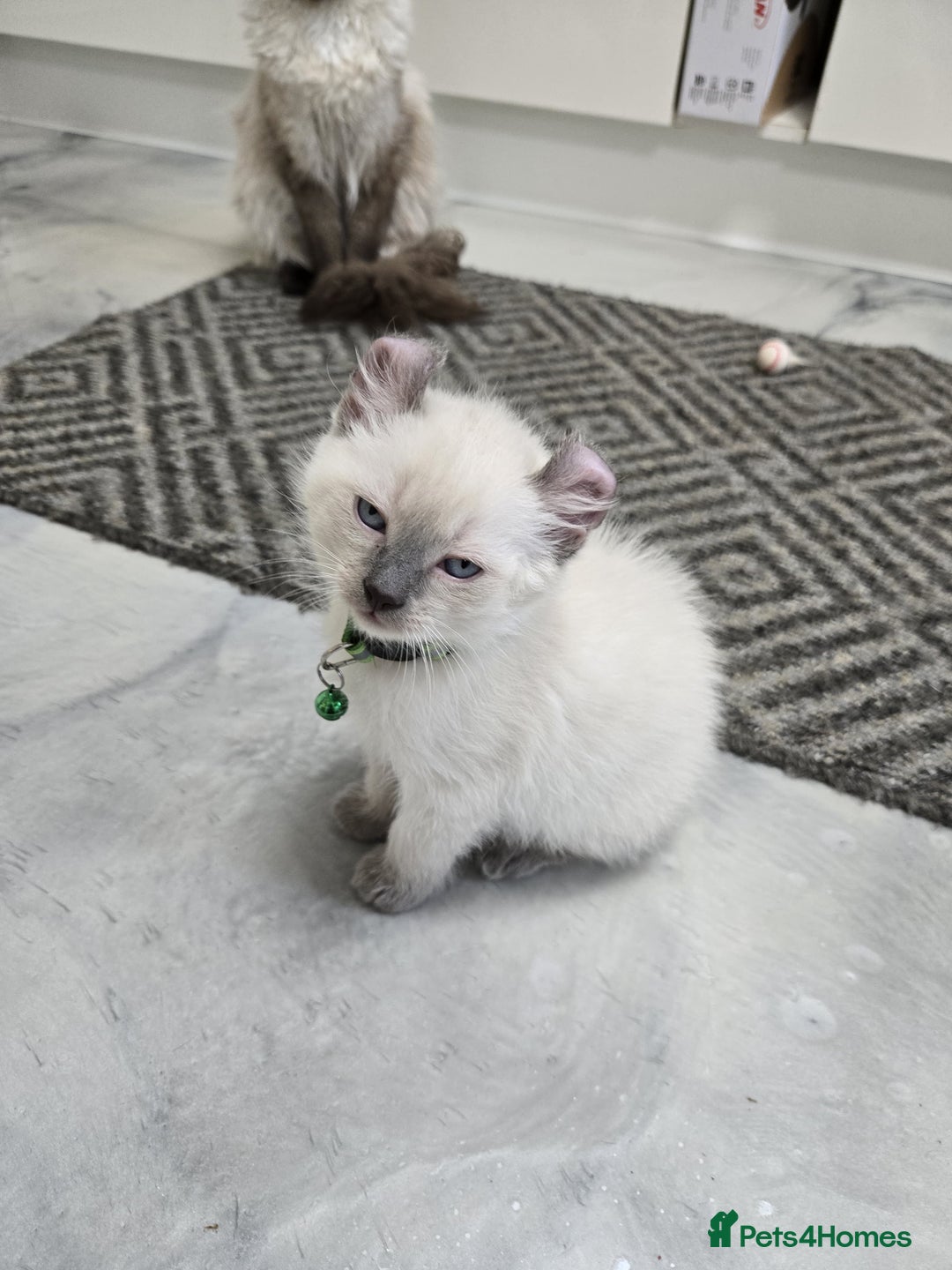 American Curl cats for sale: RARE, Unique, Affectionate American Curl Kittens!  - Advert 36