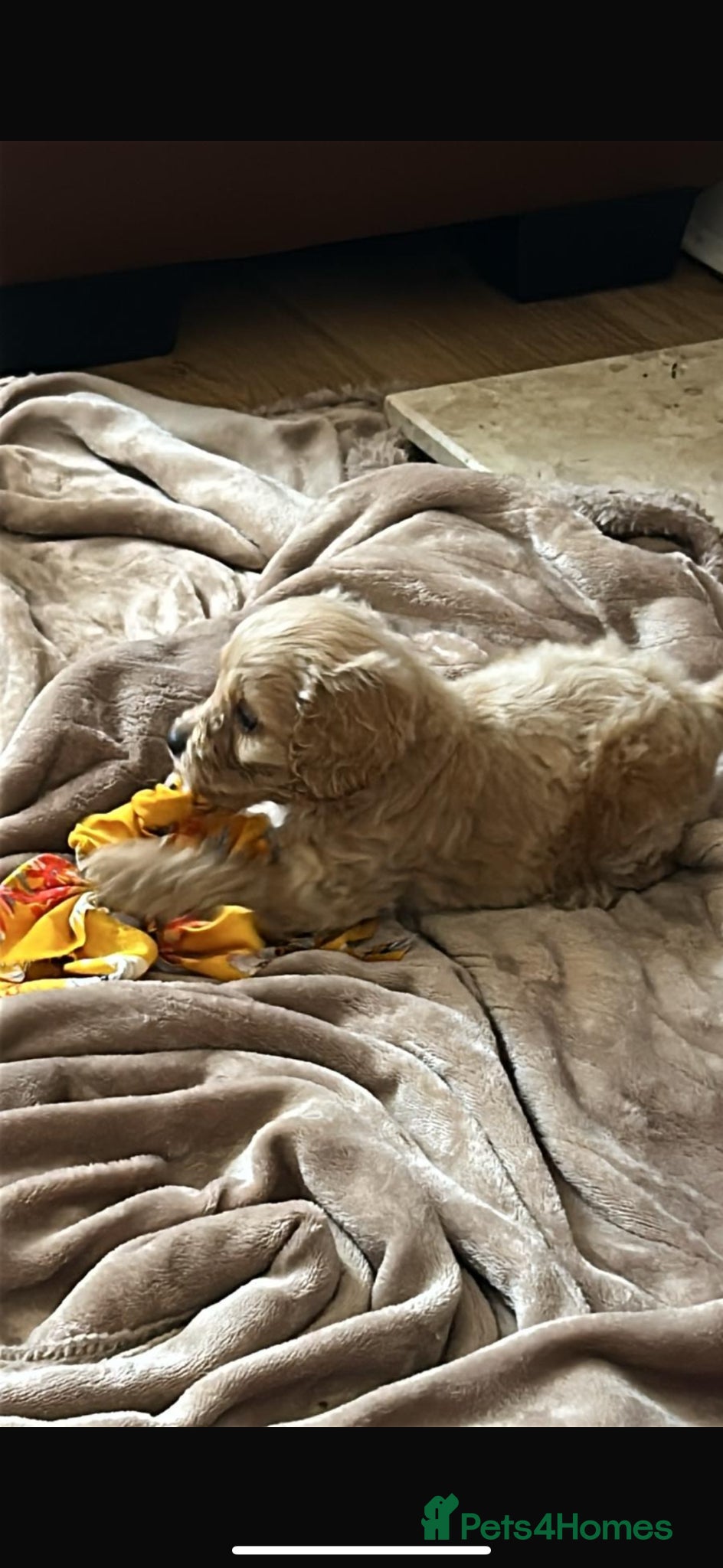 Cockapoo dogs for sale: Cockapoo puppies in Aberdeen - Advert 24