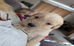 Labradoodle dogs for sale: F1 standard Labradoodle puppies  - Image 30