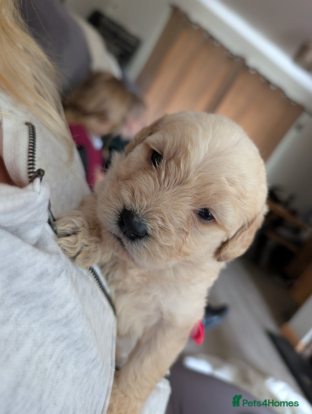 Labradoodle dogs for sale: F1 standard Labradoodle puppies  - Image 30