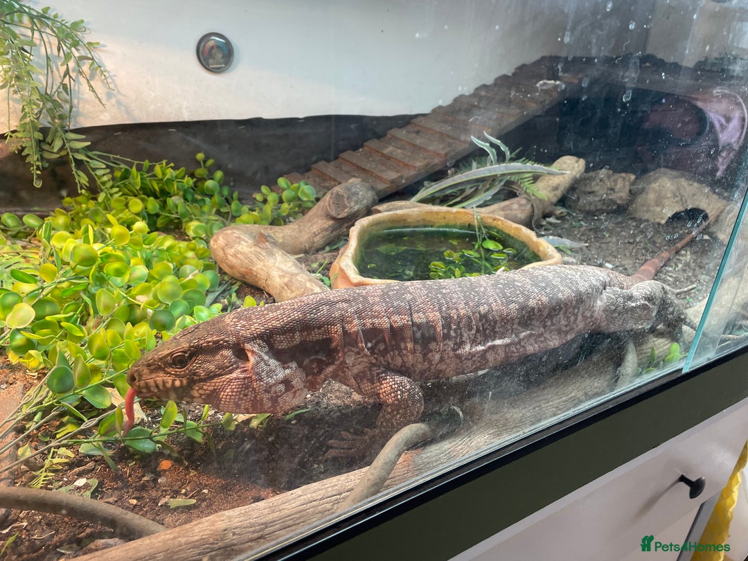 Mixed Breed reptiles for sale: Red Tegu  - Image 4