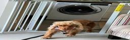 Mixed Breed dogs for adoption: ❤️SAVVY❤️ A HAPPY, AFFECTIONATE SHOW SPANIEL GIRL in Burton-on-Trent - Advert 11