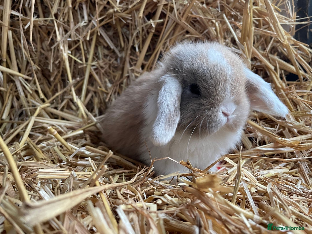 Mini Lop rabbits for sale: Mini lops doe left to reserve  - Advert 3