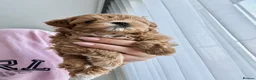 Maltipoo dogs for sale: 💎🧸  Quality Asian Maltipoo DNA clear💎🧸   - Advert 35