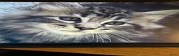 Maine Coon cats for sale: Stunning mission kittens  in Nuneaton - Advert 12