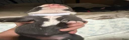 Staffordshire Bull Terrier dogs for sale: KC Registered Staffordshire Bull Terrier Puppies - Advert 18