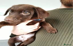 Labrador Retriever dogs for sale: Litter of seven beautiful labradors  - Advert 13