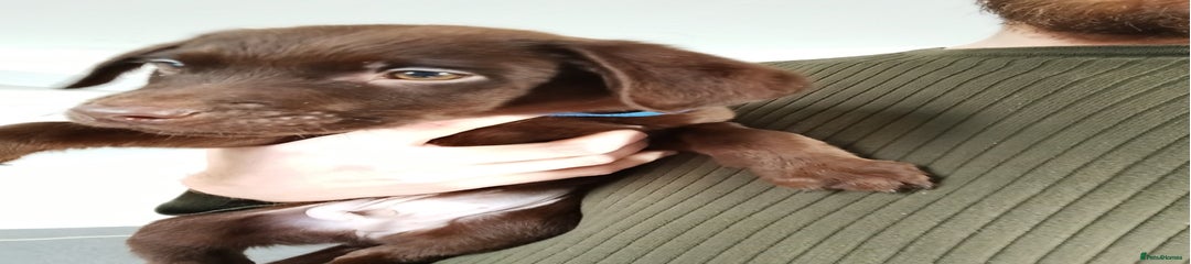 Labrador Retriever Puppy 2