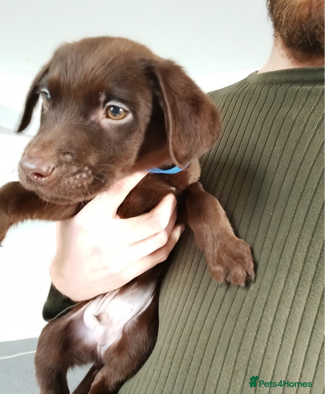 Labrador Retriever dogs for sale: Litter of seven beautiful labradors  - Advert 13