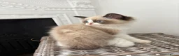 Ragdoll cats for sale: 🌟TICA🌟Champion Ragdoll🏆🏆🏆 - Advert 27