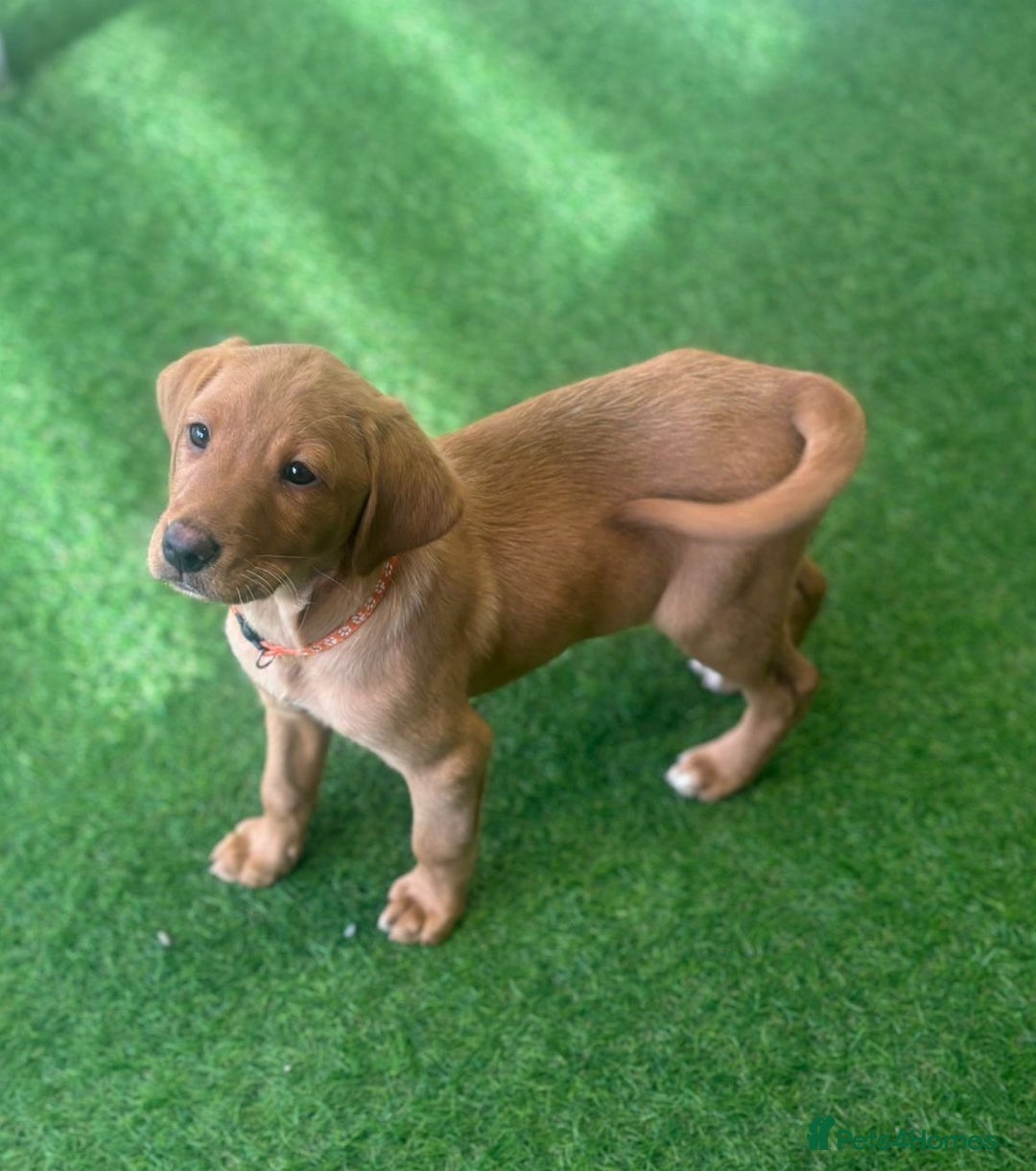 Labrador Retriever dogs for sale: Trained Labradors Available  - Advert 5