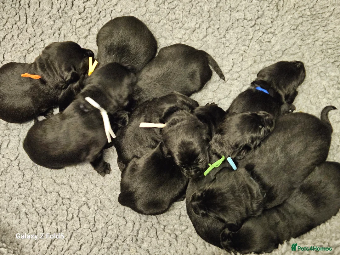 Labrador Retriever dogs for sale: Stunning RKC Litter - Advert 7