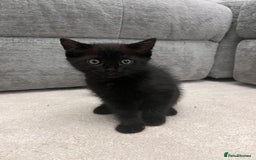 Mixed Breed cats for sale: White kitten friendly  - Image 7