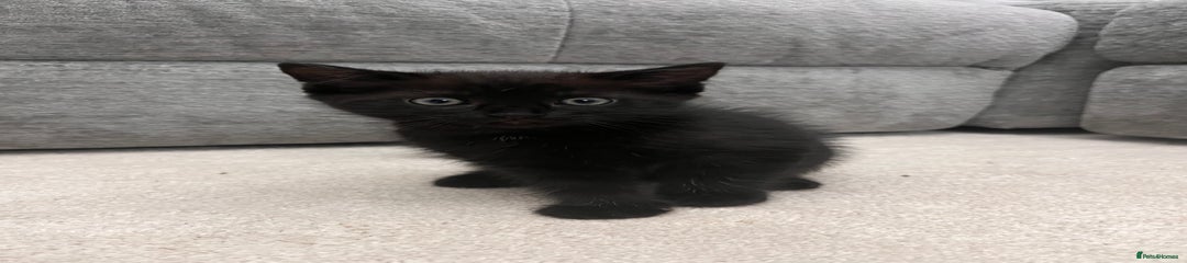 Black kitten 