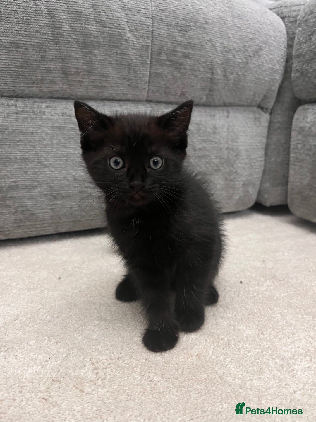 Mixed Breed cats for sale: White kitten friendly  - Image 7